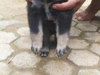 German Sherperd Dog