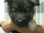 German Sherperd Puppies