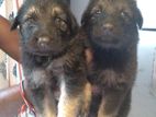 German Sherpherd Puppies