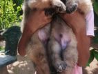 German Shepherd Long Coat