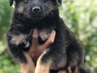 German Sherperd Long Coat Puppies