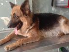 German Sherphard Female Dog