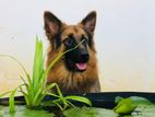 German Shepherd Puppies