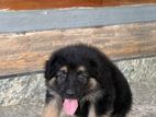 German sherphard puppies