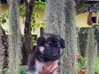 German Shepherd Puppies
