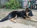 German Shepherd