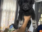 German Sherpad Puppy