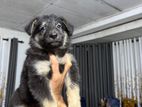 German Sherphed Long Coat Puppy