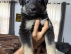 German Sherphed ( Long Coat ) Puppies