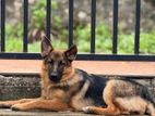 German Sherpherd (female)