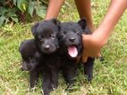 German Sherpherd Puppies