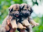 German Shepherd Dog
