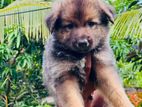 German Sherped Puppies