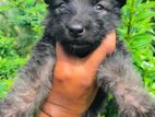 German Sherpherd Long Cote Puppies