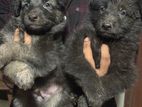 German Shepherd Puppies