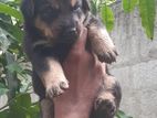 German Sherpherd Puppies