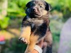 German Sherpherd Puppies