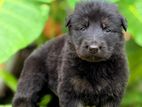 German Shepherd Puppies