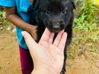 German Shepherd Puppies