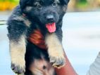German Sherpherd Puppy