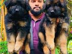 German Shepherd Puppies