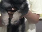German Shepherd Dog Puppies