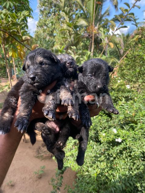 Black German Gsd Long Coat Puppies For Sale Long Coat German Solid