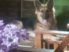 German Shepherd for Crossing