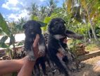 German Shepherd Long Coat Puppies