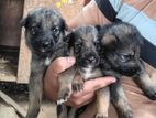 German Shepherd Puppies