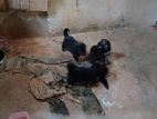 German Shepherd Long Coat Puppies