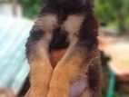 German Shepherd Puppies