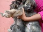 German Shepherd Puppies