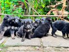 German Shepherd Puppies