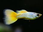 German Yellow Guppies