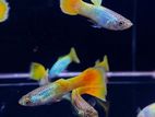 German Yellow Guppy