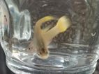 German Yellow Guppy
