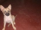 German Shepherd Puppy