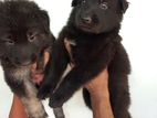 German Shepherd Puppy