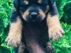 Germanshaped and Rottweiler