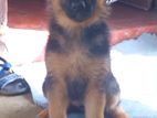 German Shepherd Puppy