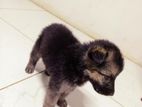 German Shepherd Puppy