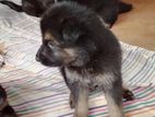 German Shepherd Puppies