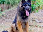 Germansheperd Longcoat