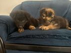 German Sheperd Puppies