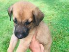 German Shepherd Puppy