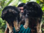 Germanshepert