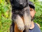 German Sheperd Femel Puppy