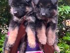 German Shepherd Female Puppies