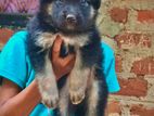 German Shepherd Long Coat Female Puppy
